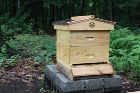 Start Planning Now for Bees in the Spring! Image